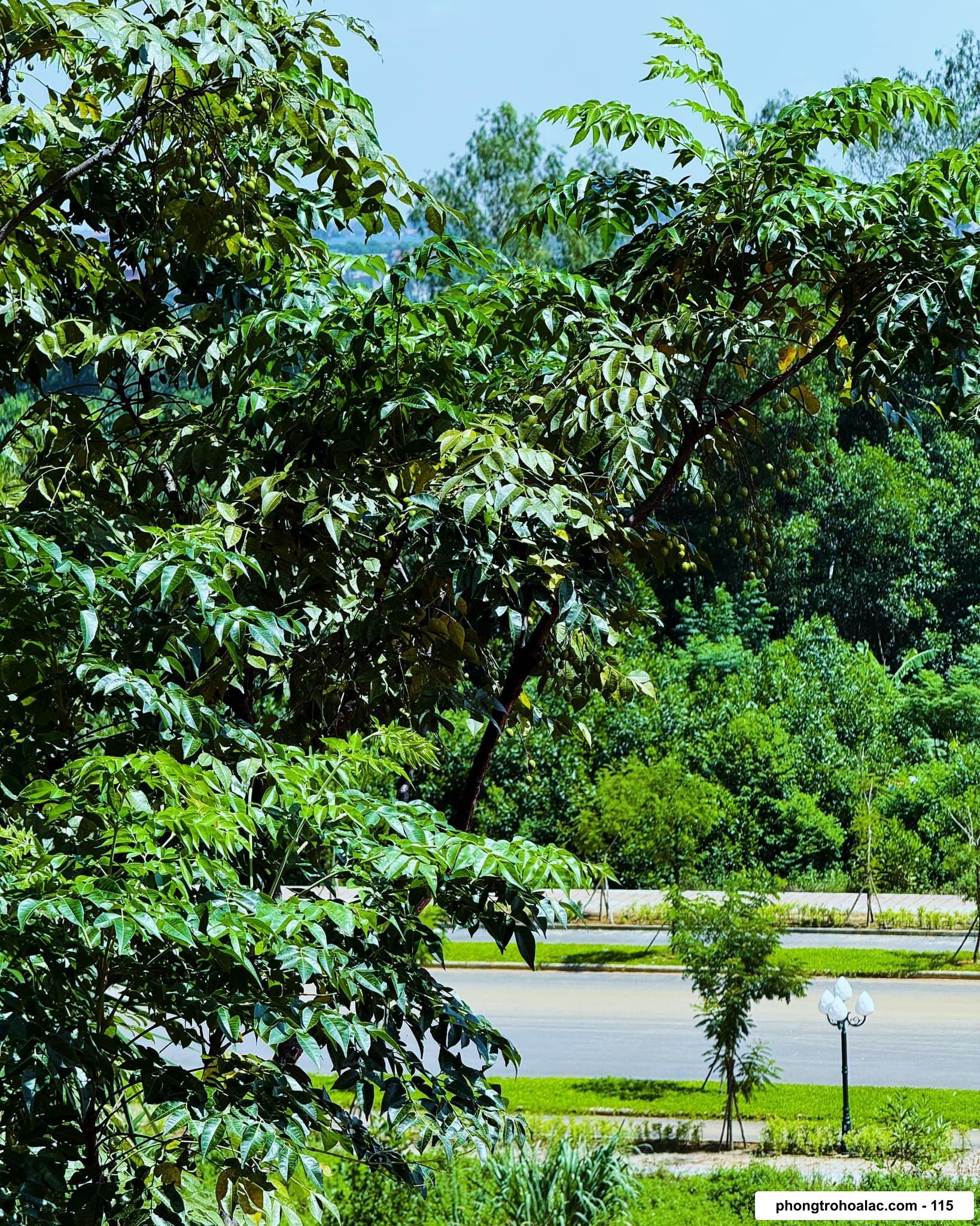 Phòng Trọ Gần Đại Học Fpt Hà Nội | Cách Dưới 2km | Nhà Trọ Hoàng Như